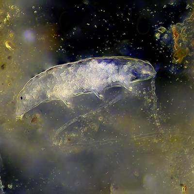 Research Topic Research topic image