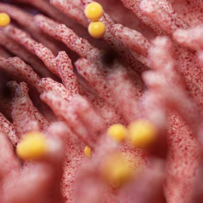 Research Topic Research topic image