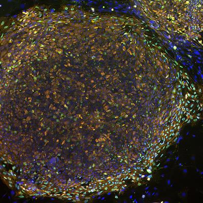 Research Topic Research topic image