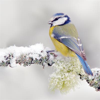 Research Topic Research topic image