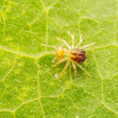 Research Topic Research topic image