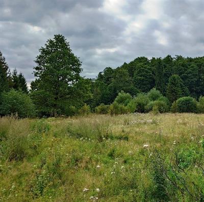 Research Topic Research topic image