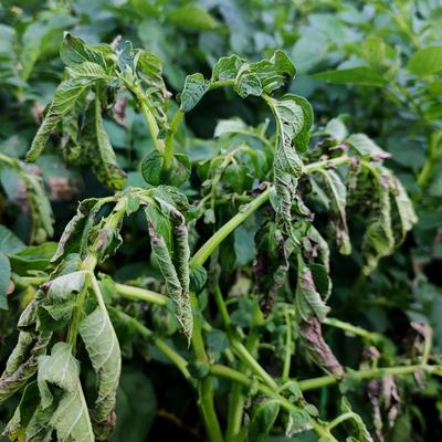 Research Topic Research topic image