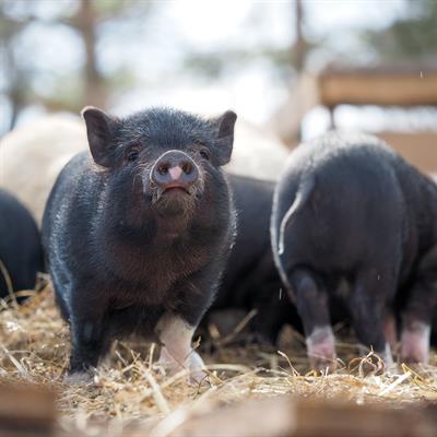 Research Topic Research topic image