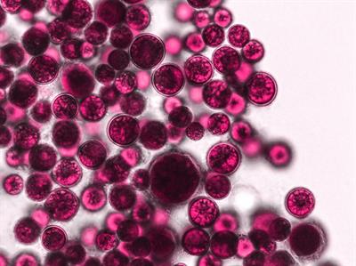 Research Topic Research topic image