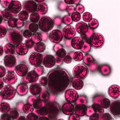 Research Topic Research topic image