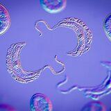 Research Topic Research topic image