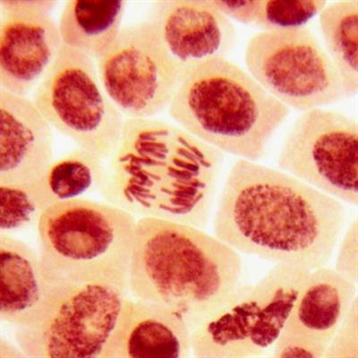 Research Topic Research topic image