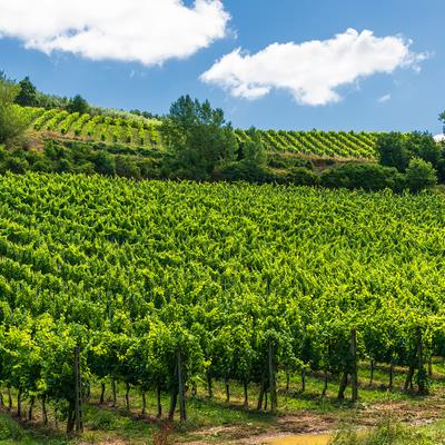 Research Topic Research topic image