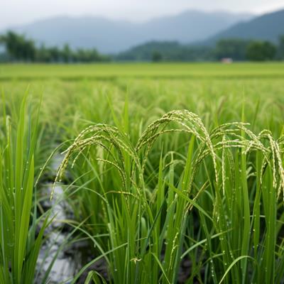 Research Topic Research topic image