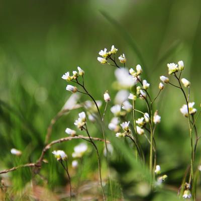 Frontiers in Plant Science | Functional Plant Ecology